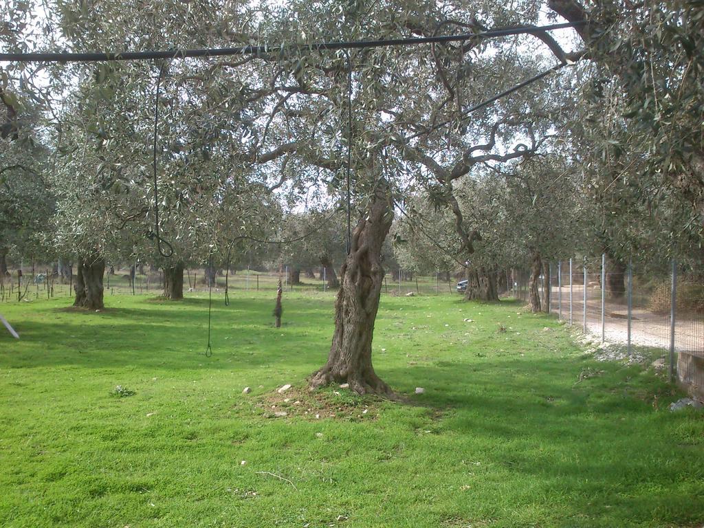 Elea Stone Houses In Organic Quiet Olive Grove, Prinos, Thassos Ngoại thất bức ảnh