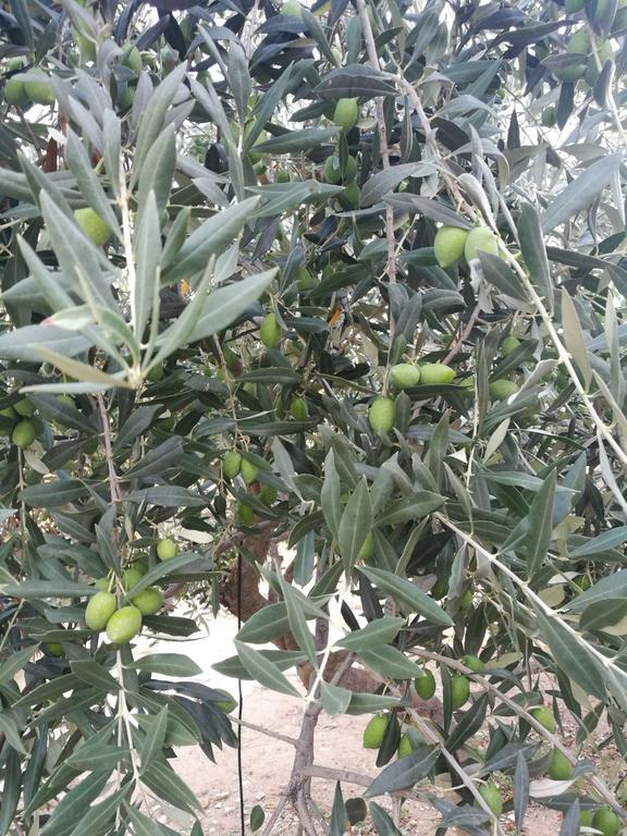 Elea Stone Houses In Organic Quiet Olive Grove, Prinos, Thassos Ngoại thất bức ảnh